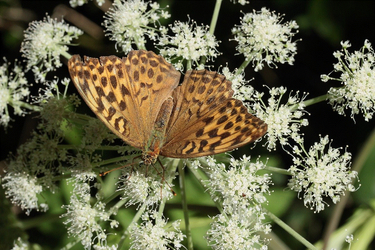 Imperial Coat Butterfly