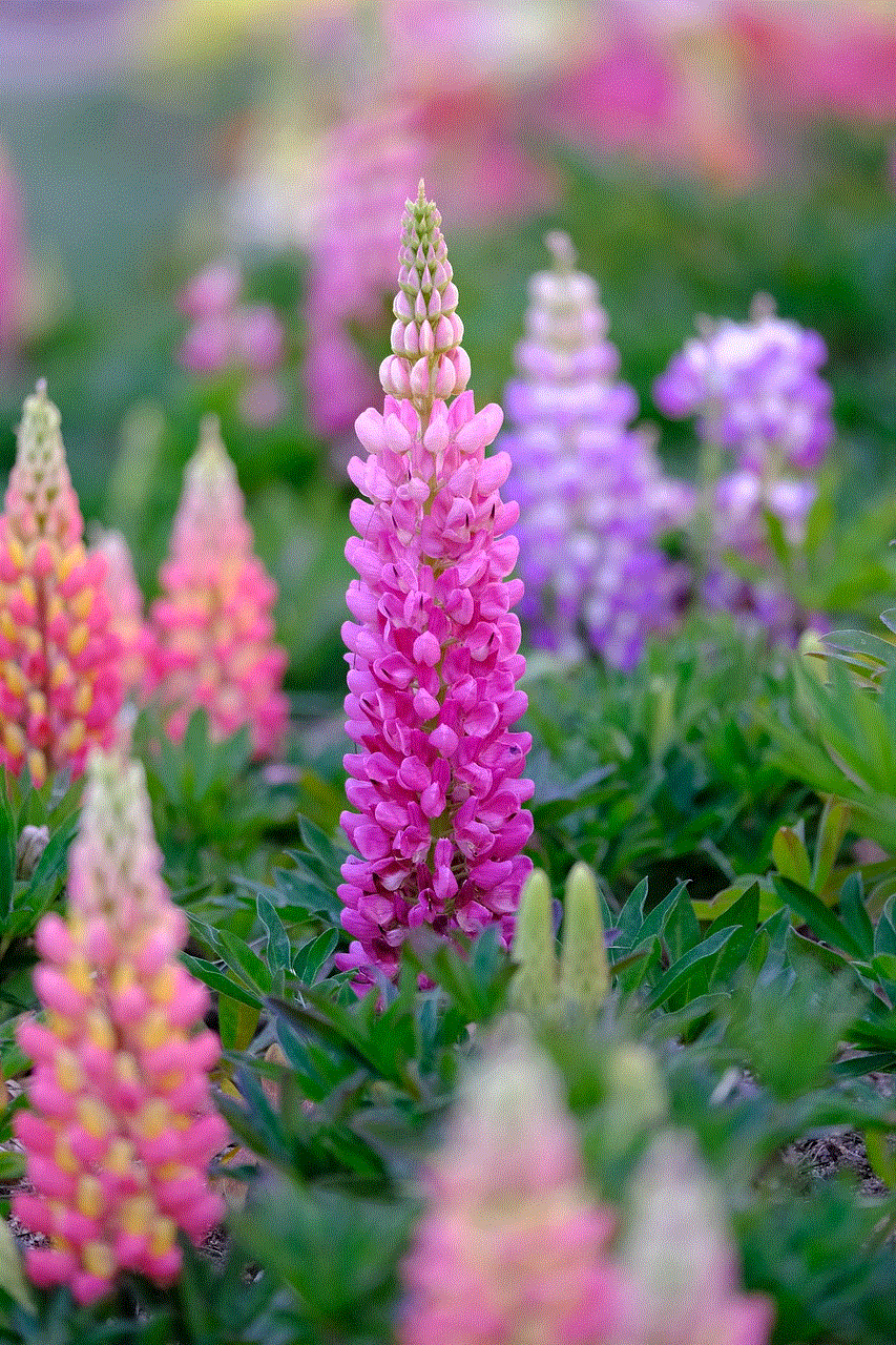 Large-Leaved Lupine Flowers