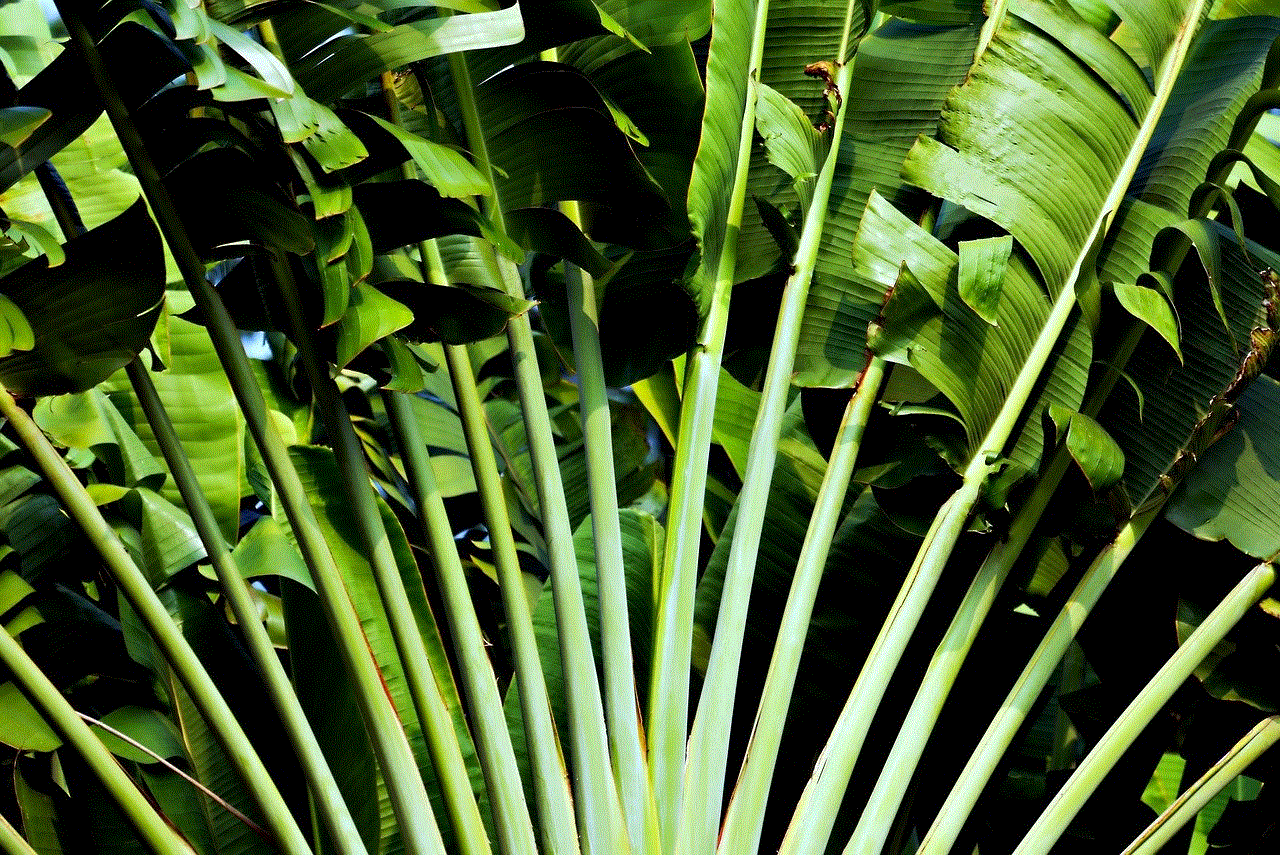 Plant Tropical