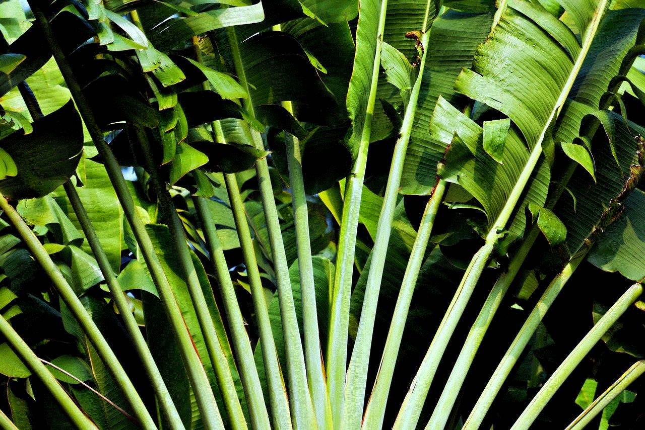 Plant Tropical Plant Tropical