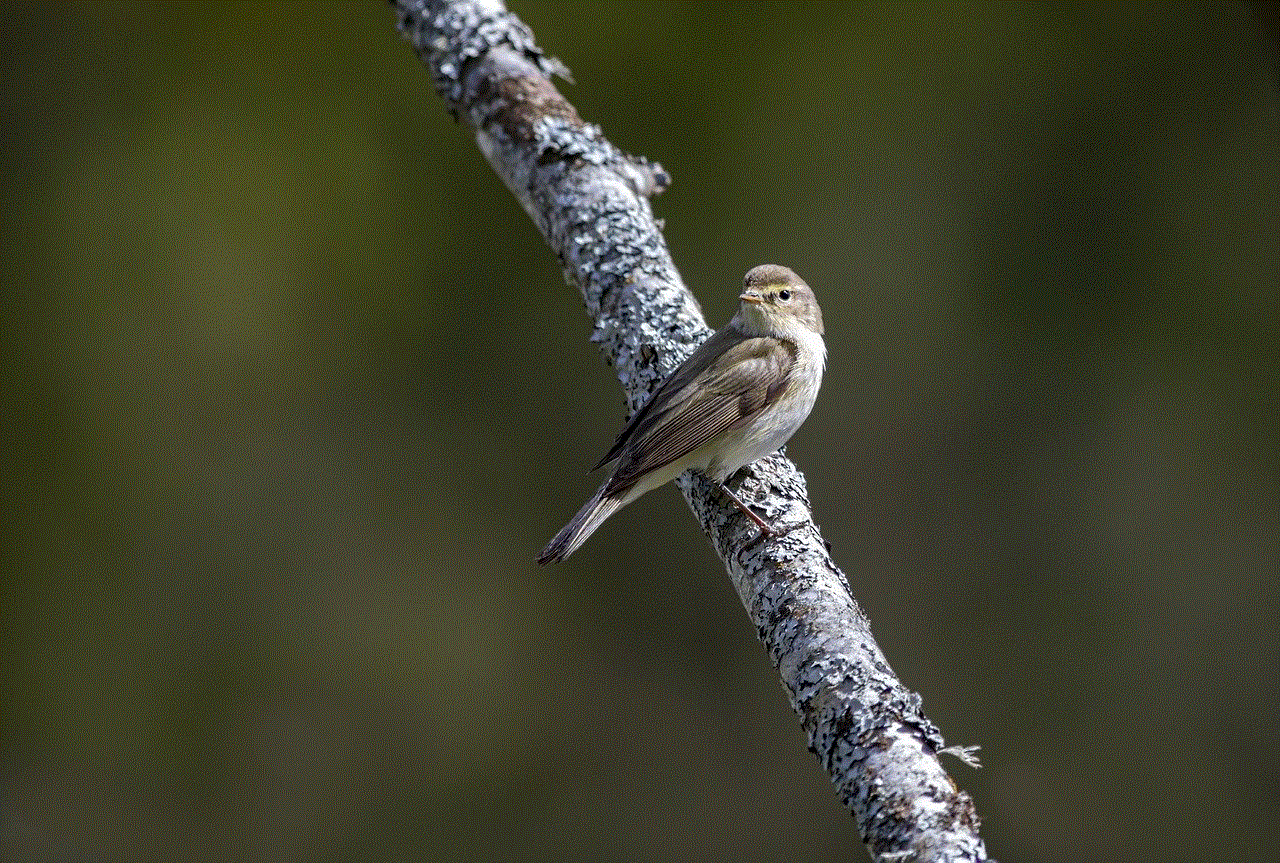 Willow Warbler Leaf Warbler