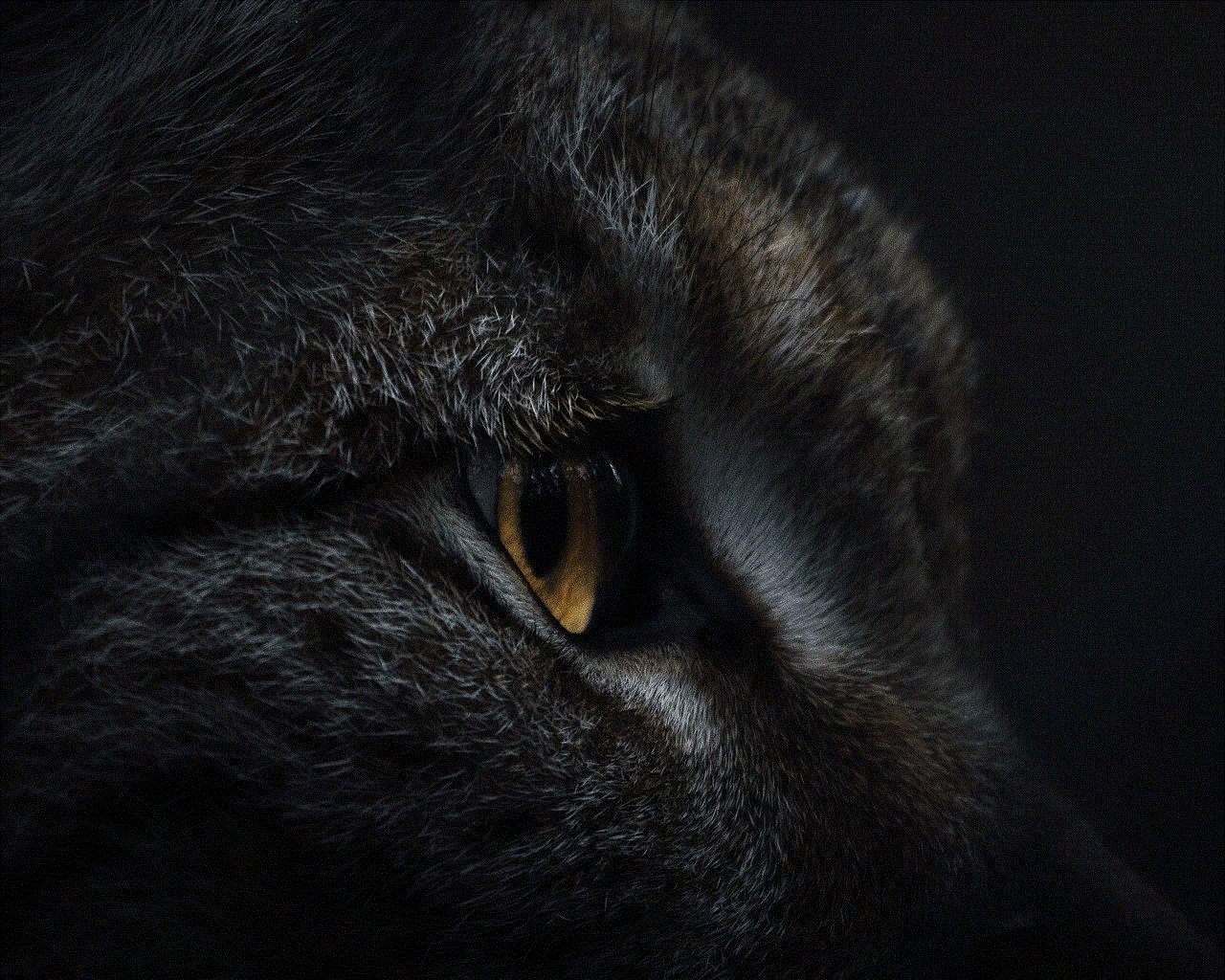 Lynx Nature Lynx Nature