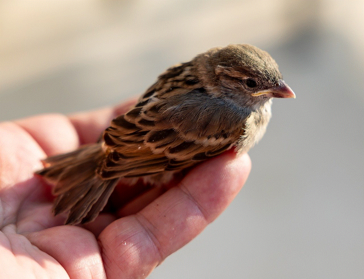 Sparrow Bird