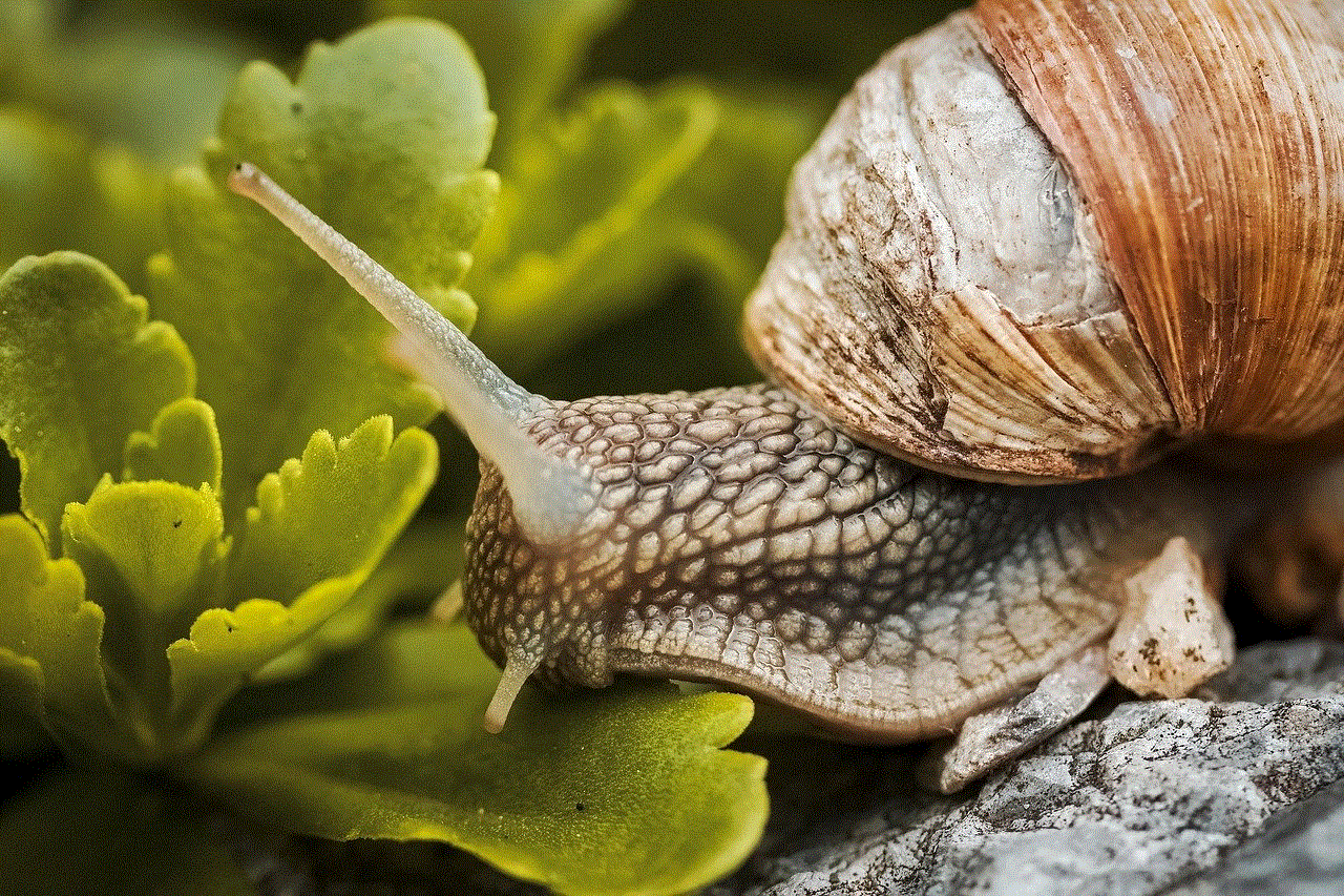 Snail Shell