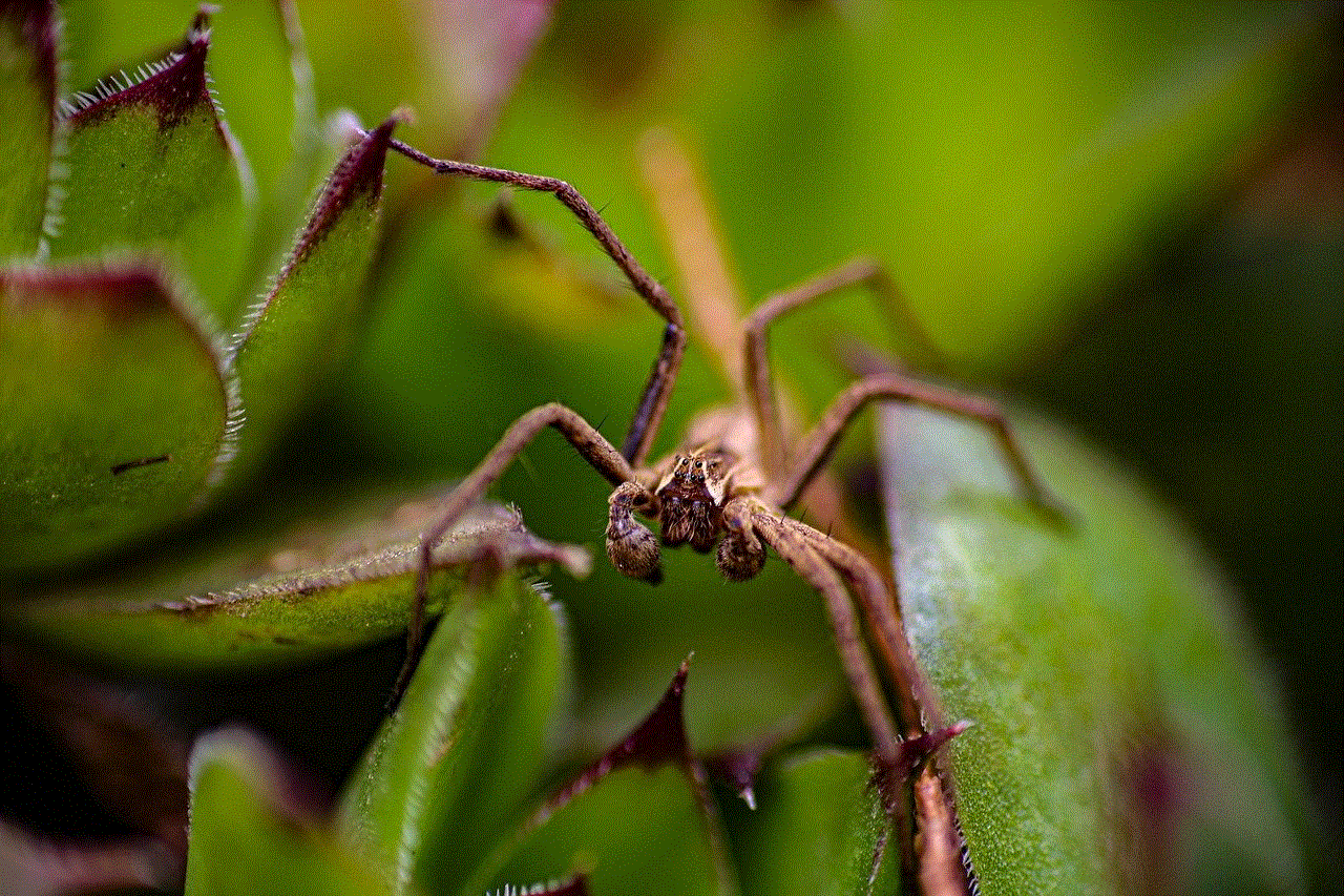 Spider Nature