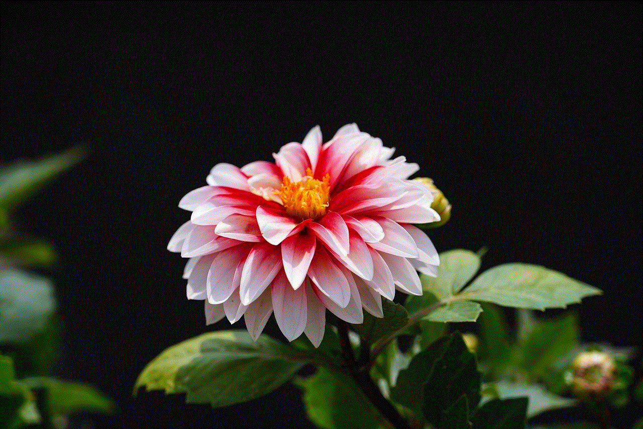 Flower Pink Flower