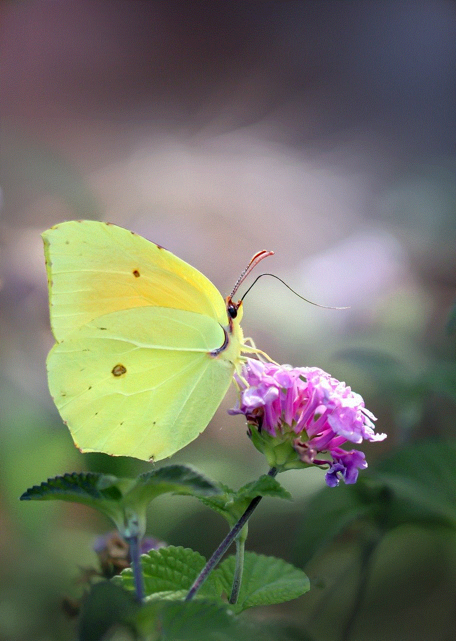 Butterfly Insect