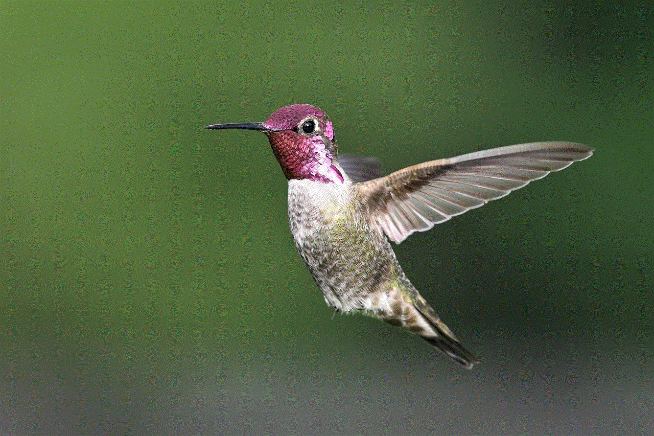Anna'S Hummingbird Hummingbird
