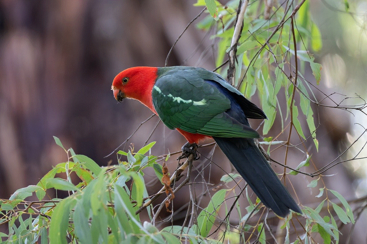 Australian King Parrot King Parrot