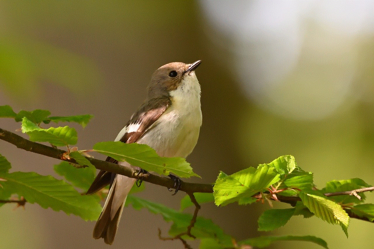 Pied Flycatcher Sunrise