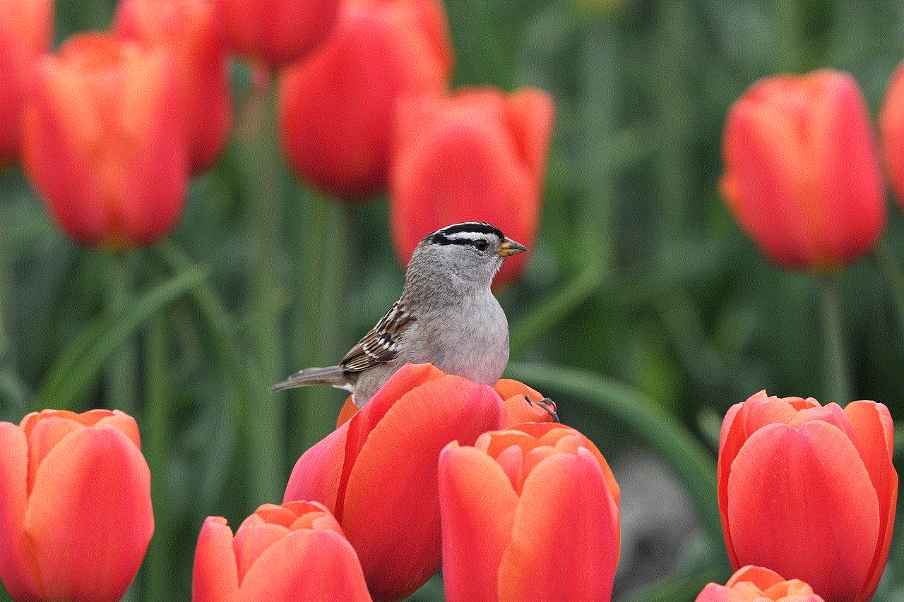 Bird Flower Background