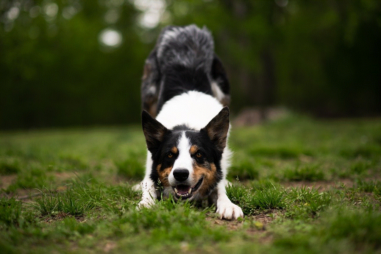 Border Collie Dog