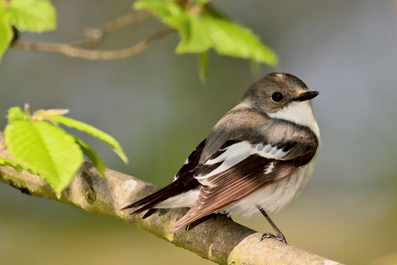 Pied Flycatcher Songbird