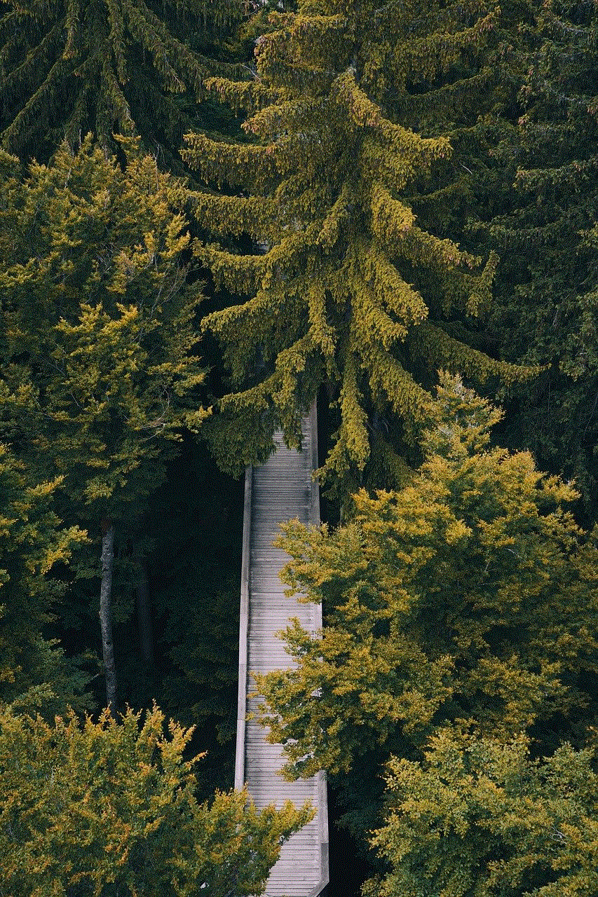 Trees Bavarian Forest