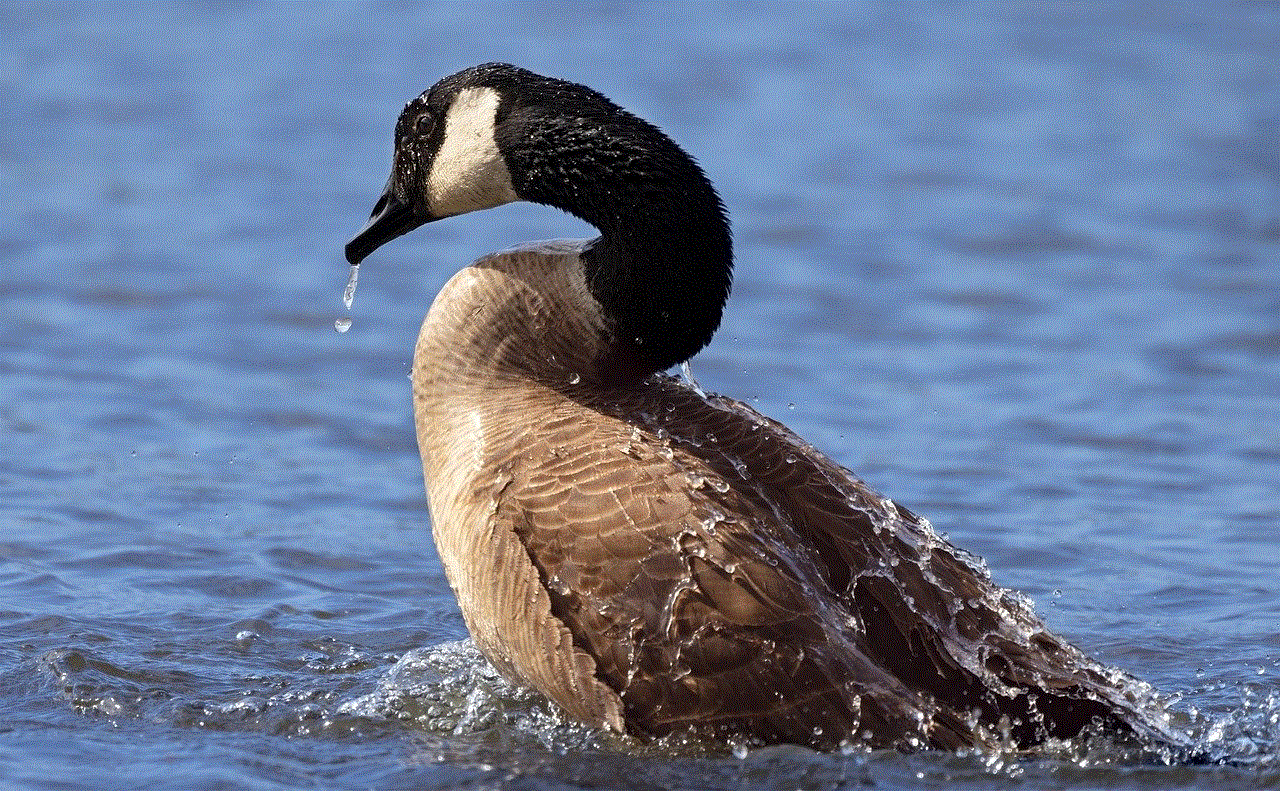 Bird Nature