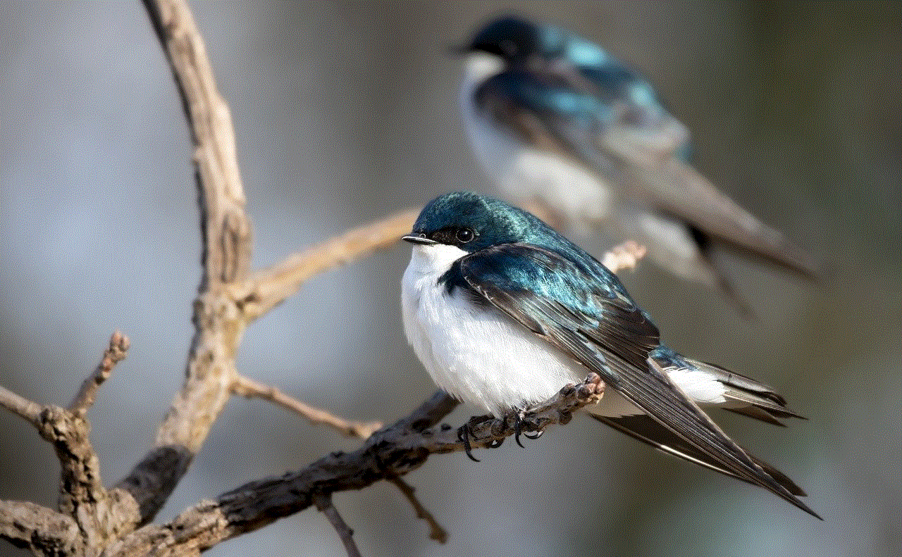 Tree Swallows Swallows