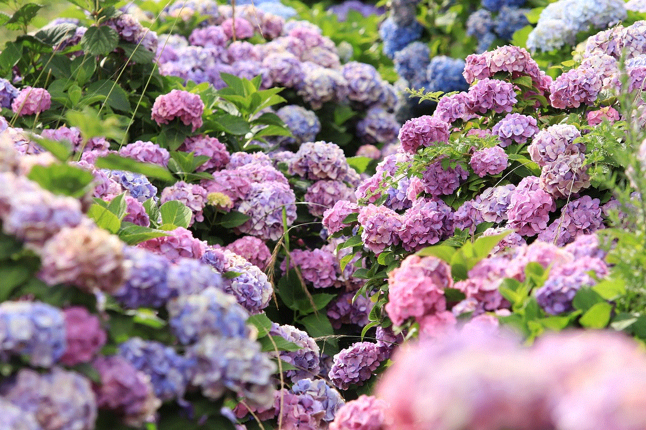 Hydrangeas Flowers