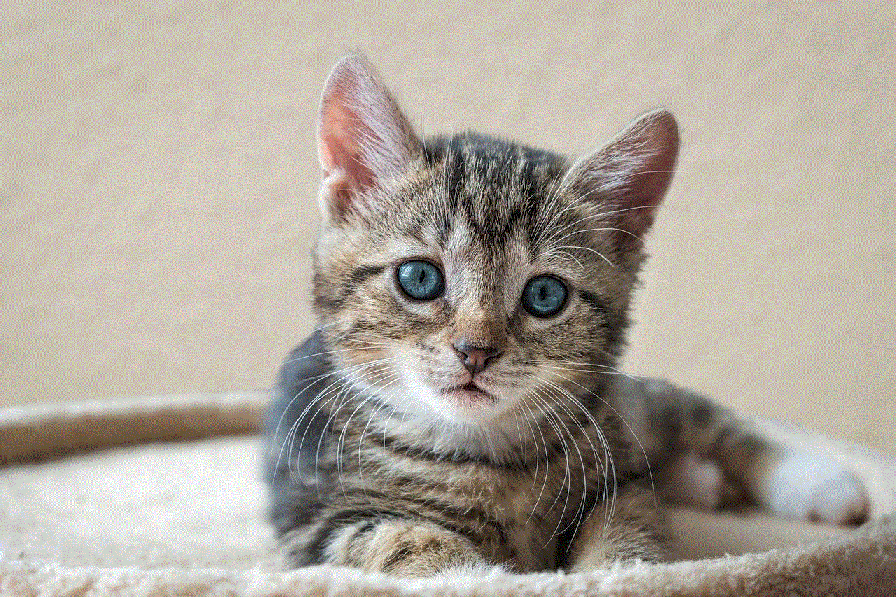 European Shorthair Cat