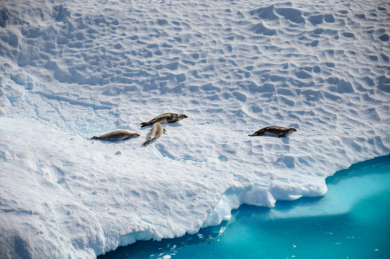 Antarctica Seals