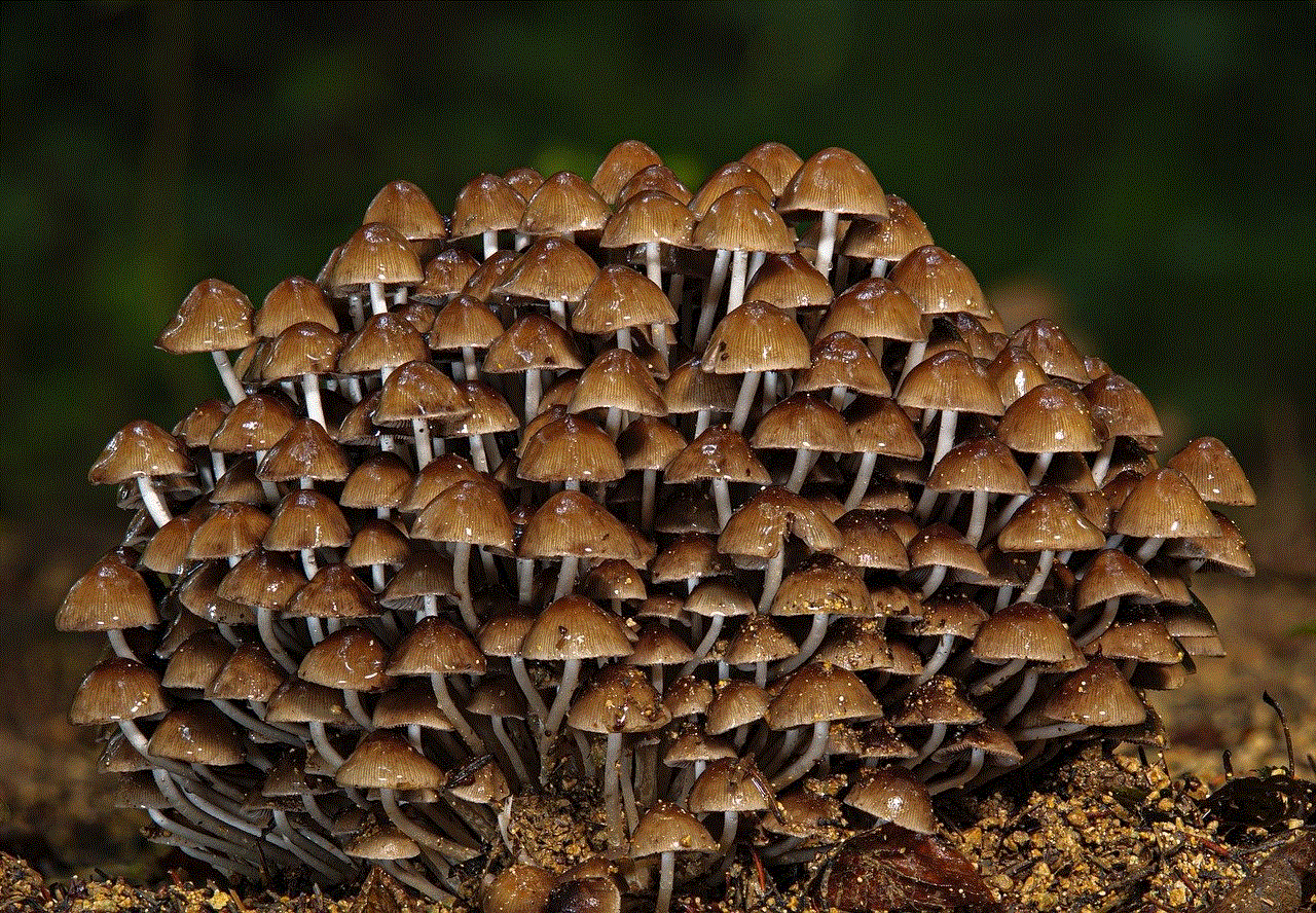 Mushrooms Forest Mushroom