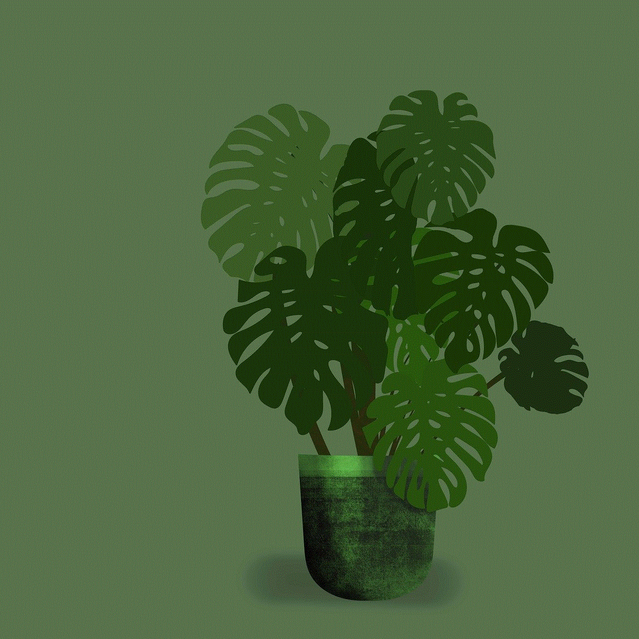 Monstera Plant