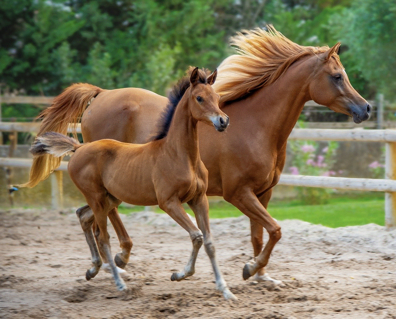 Horse Purebred