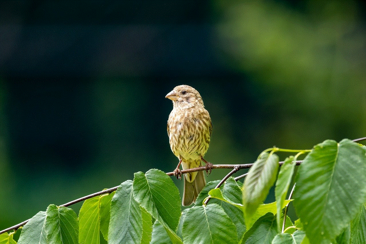 Finch Bird