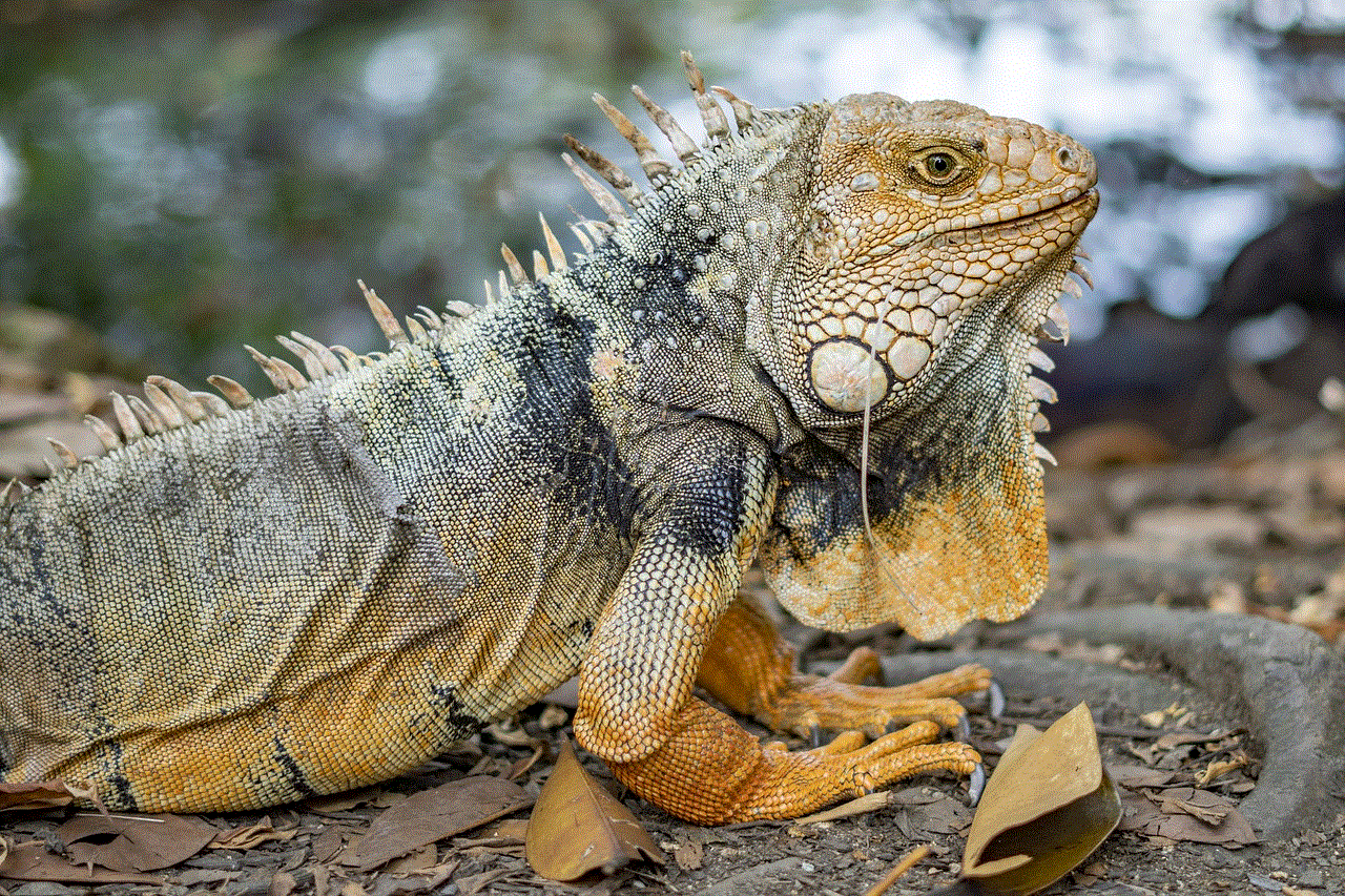 Iguana Reptile