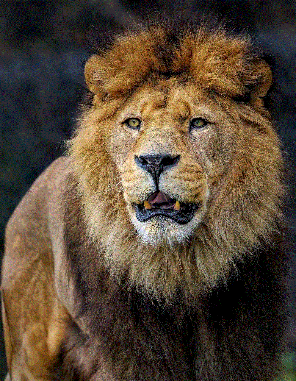 Lion Feline