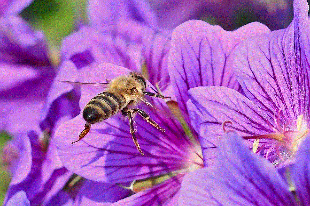 Wild Bee Insect