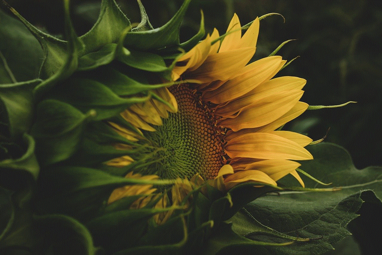 Sunflower Petals