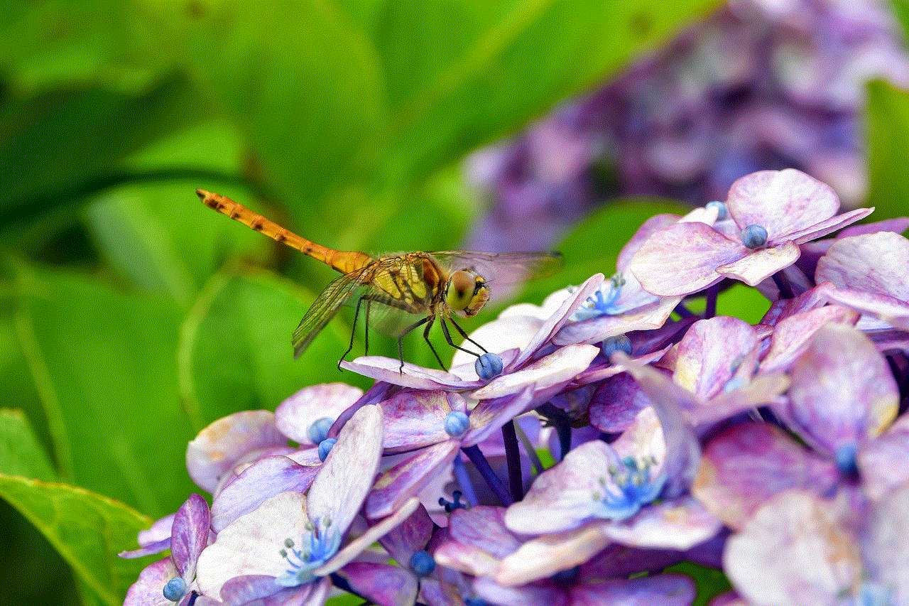 Dragonfly Insect