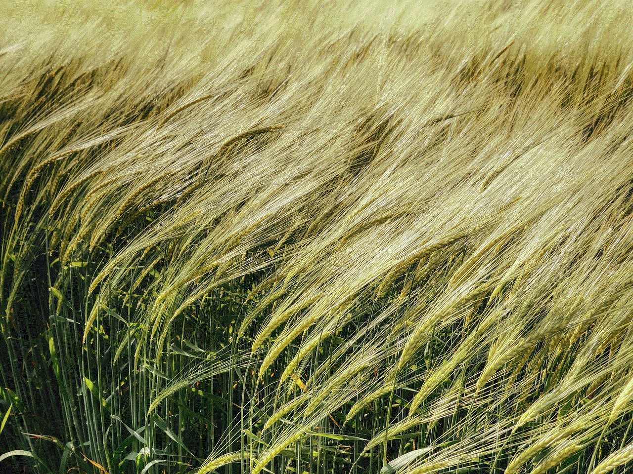 Cornfield Grain
