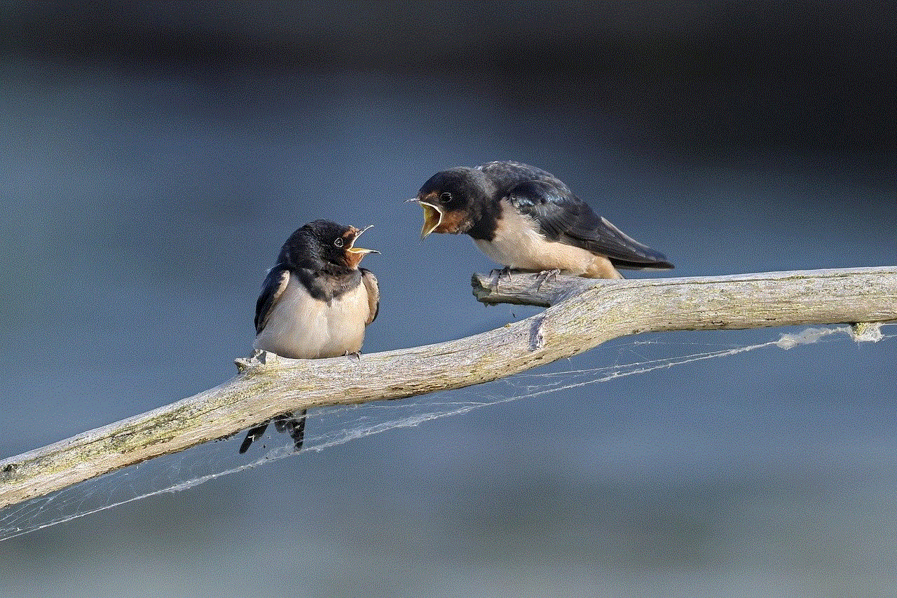 Barn Swallow Quarrel
