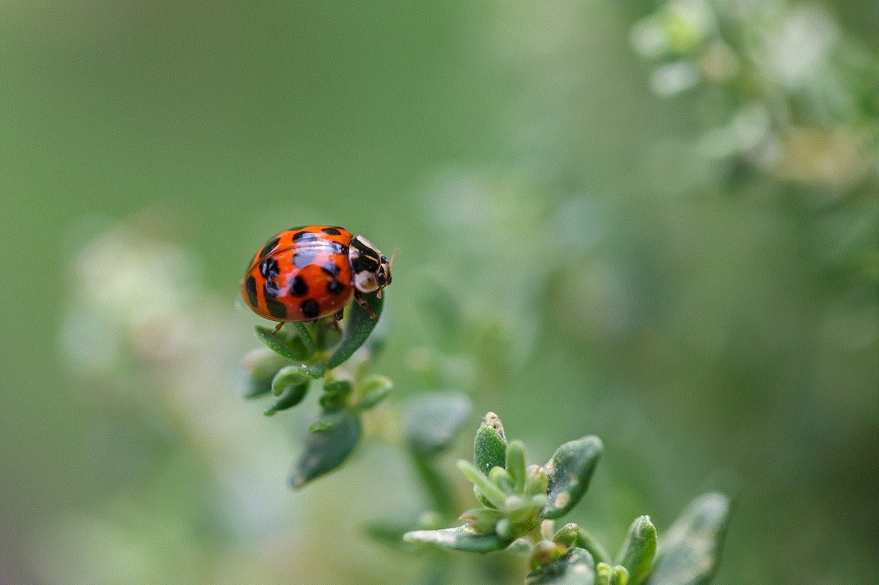 Ladybug Beetle