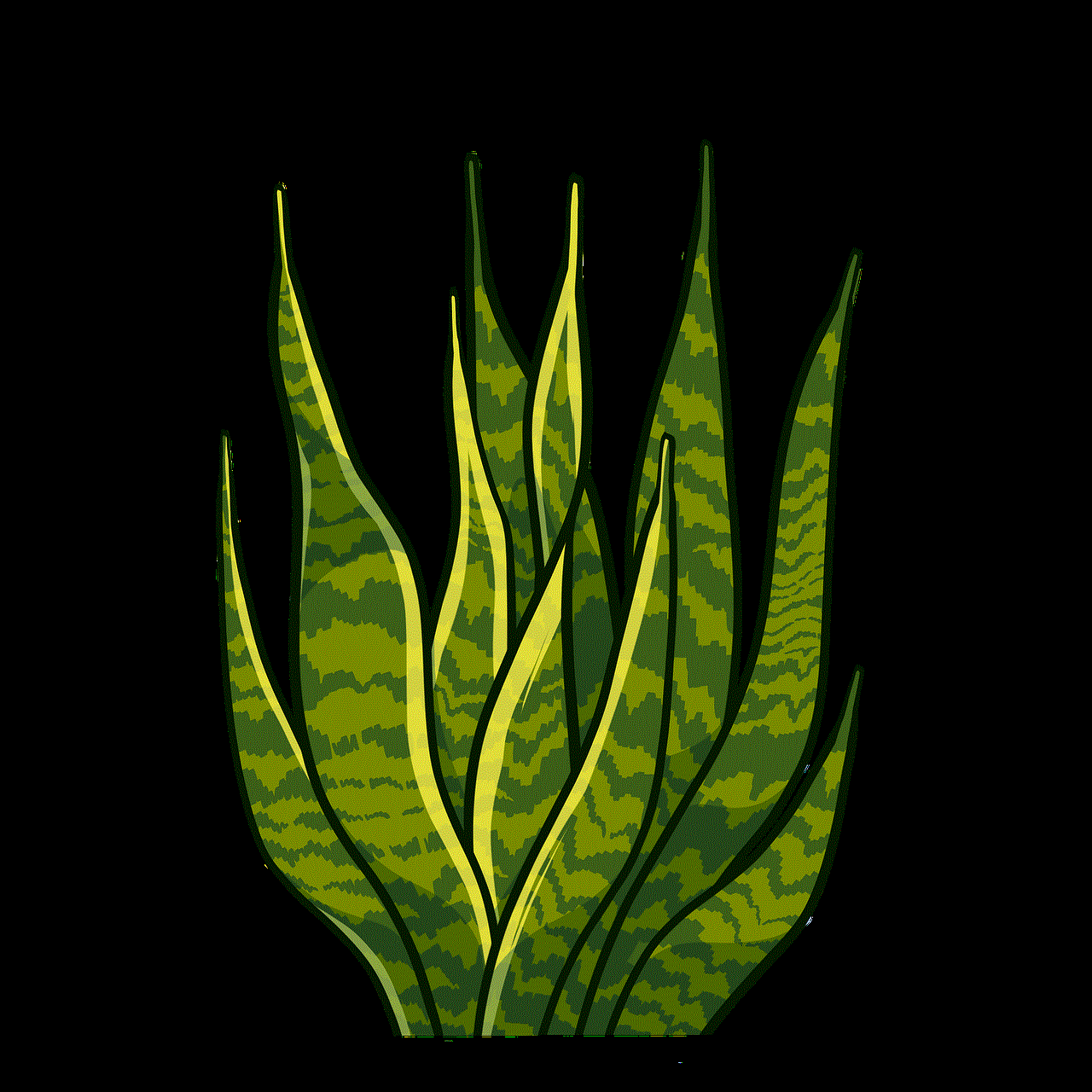 Plant Succulent
