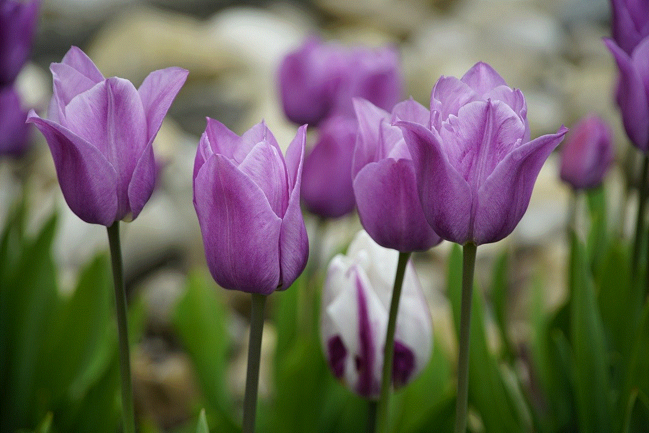 Tulips Flowers