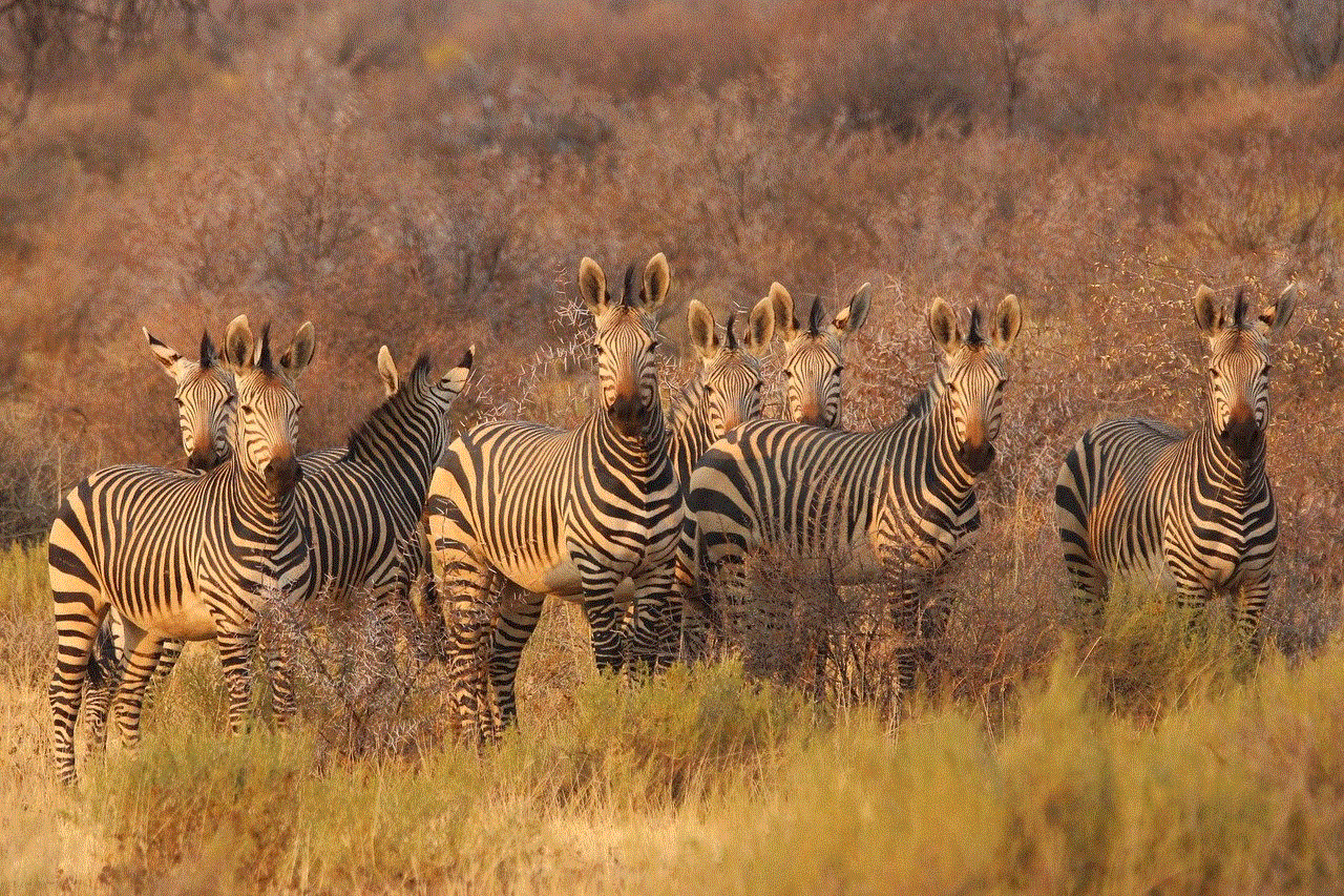 Zebras Animals