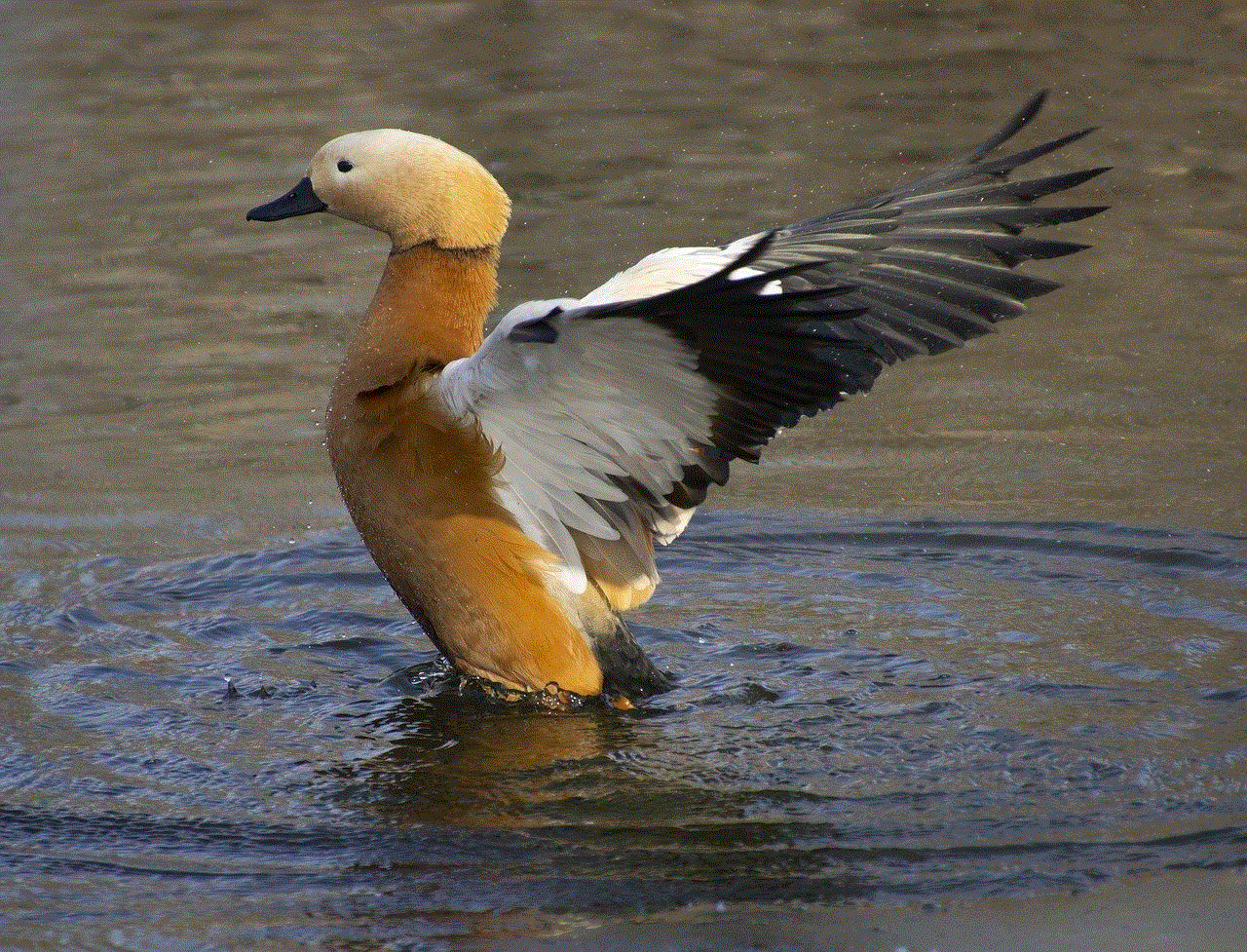 Ruddy Shelduck Bird