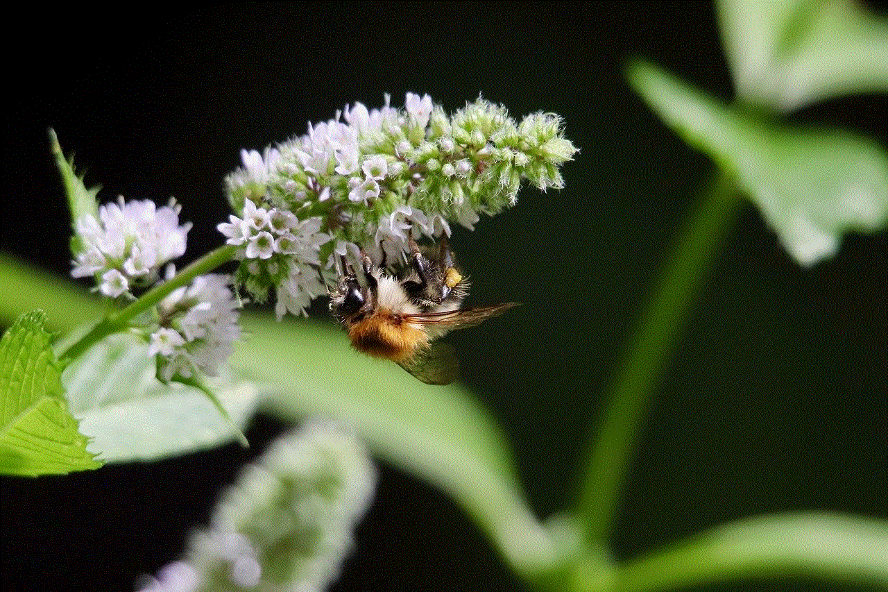 Dark Bumblebee Bumblebee