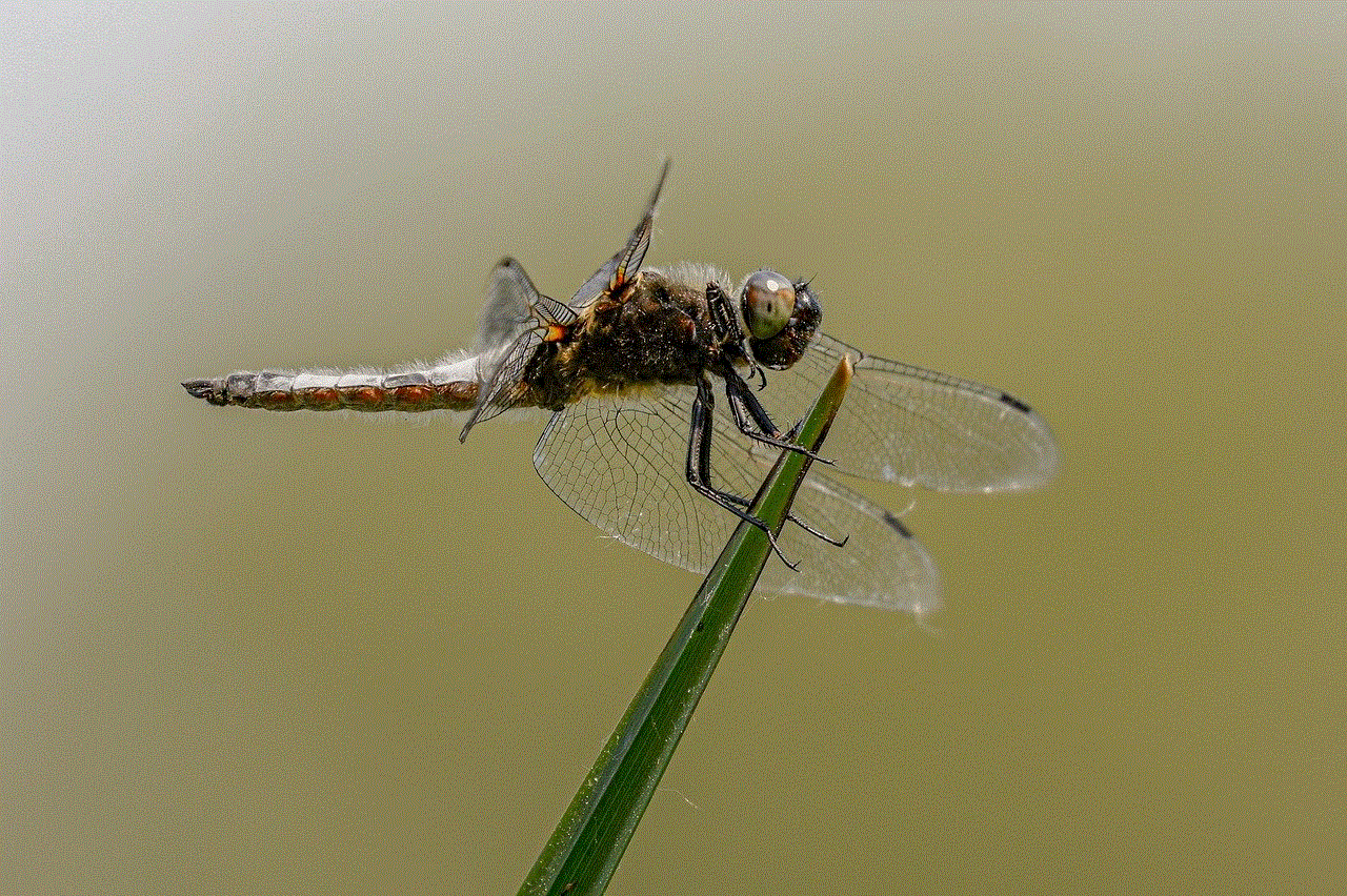 Insect Dragonfly