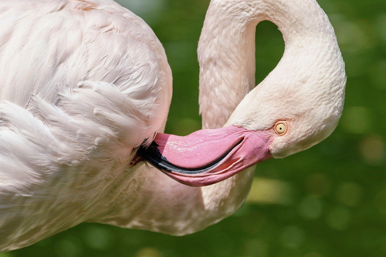 Flamingo Bird