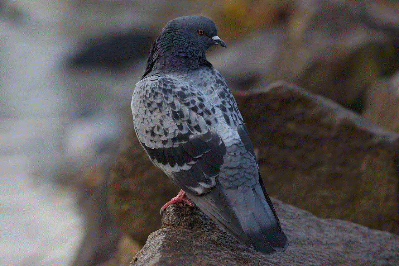 Pigeon Dove