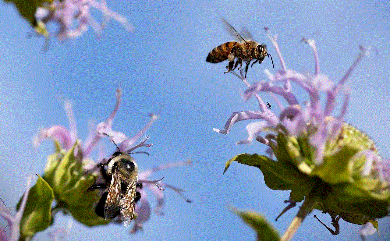 Pollinators Bumblebees