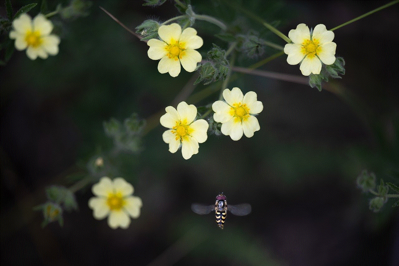 Cinquefoil Flowers