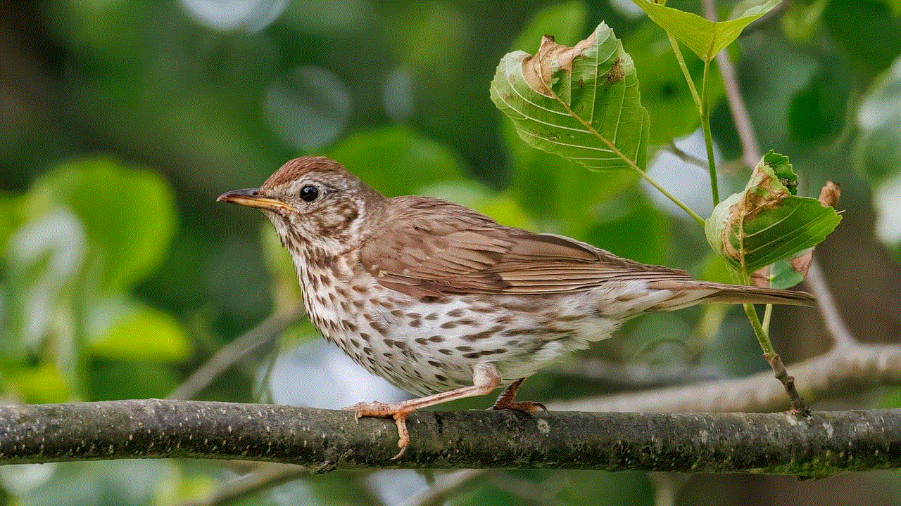 Bird Thrush