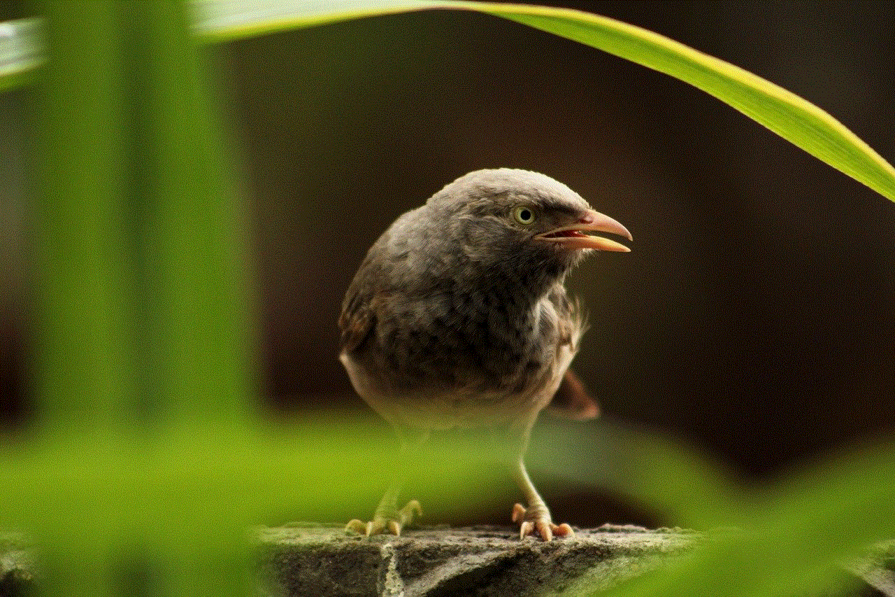 Bird Babbler