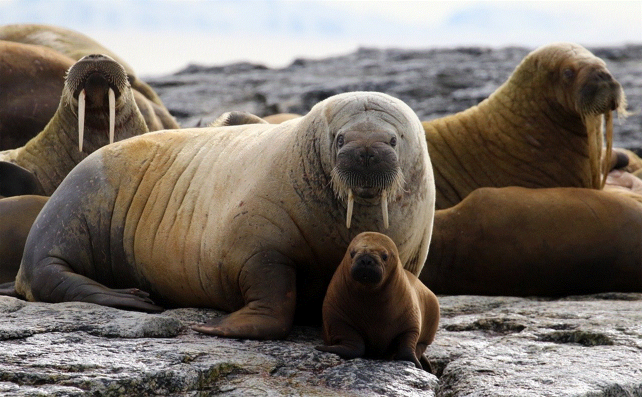 Huddle Of Walrus Walrus