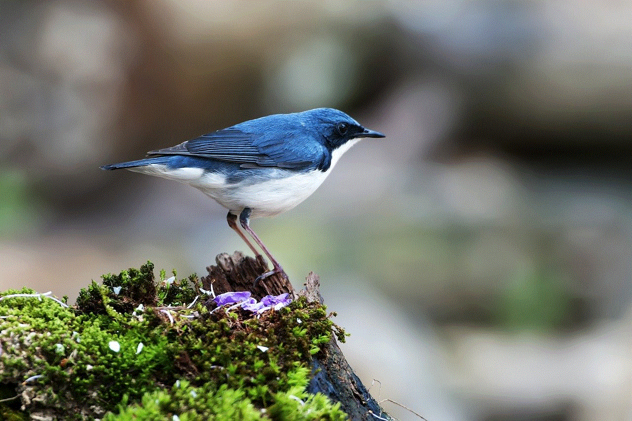 New Siberian Blue Robin