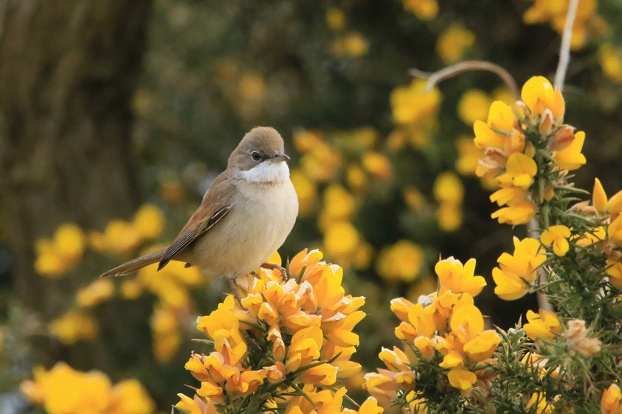 Bird Whitethroat